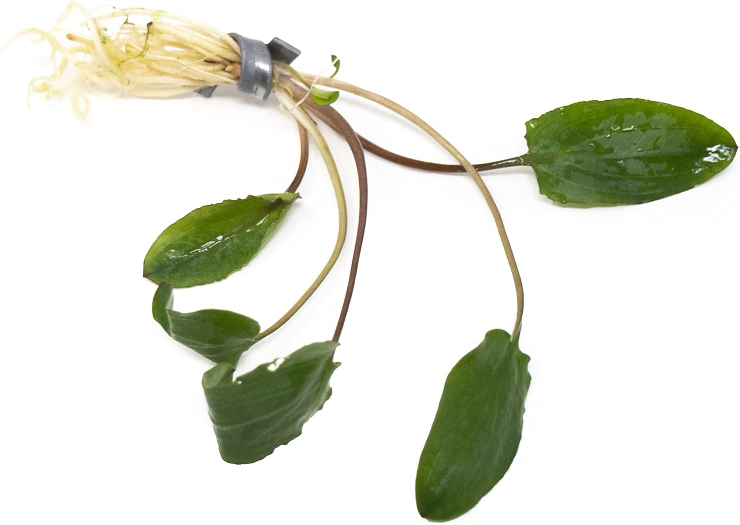 Aquatic Arts Live Aquarium Plants, Cryptocoryne Wendtii