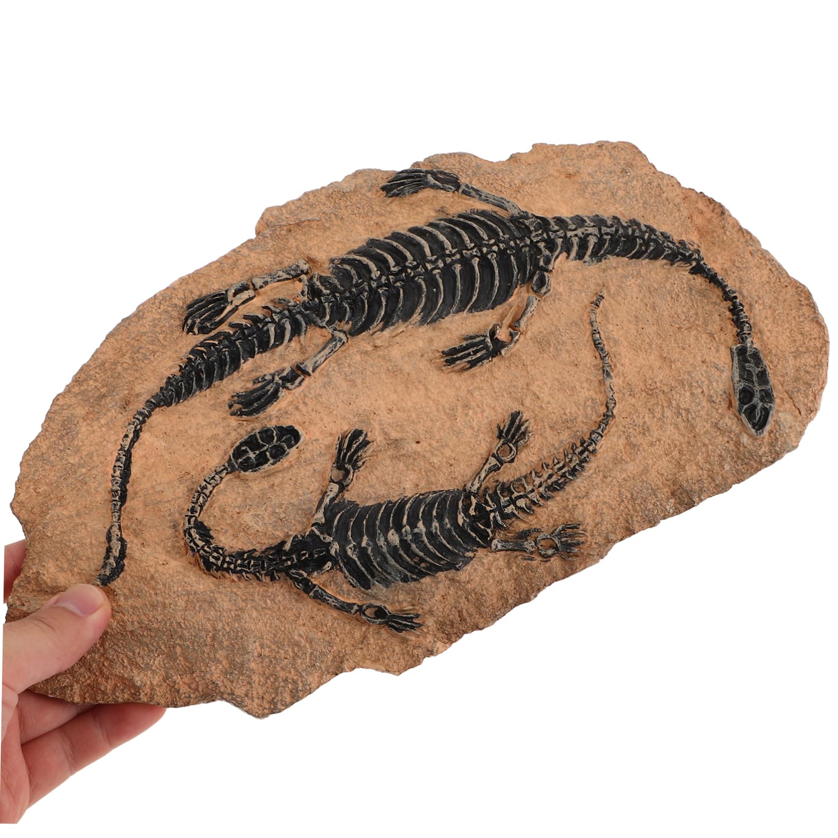 Fossili Di Dinosauro Set Di Decorazioni Ornamento Di Resina Simulazione Esemplare Di Dinosauri