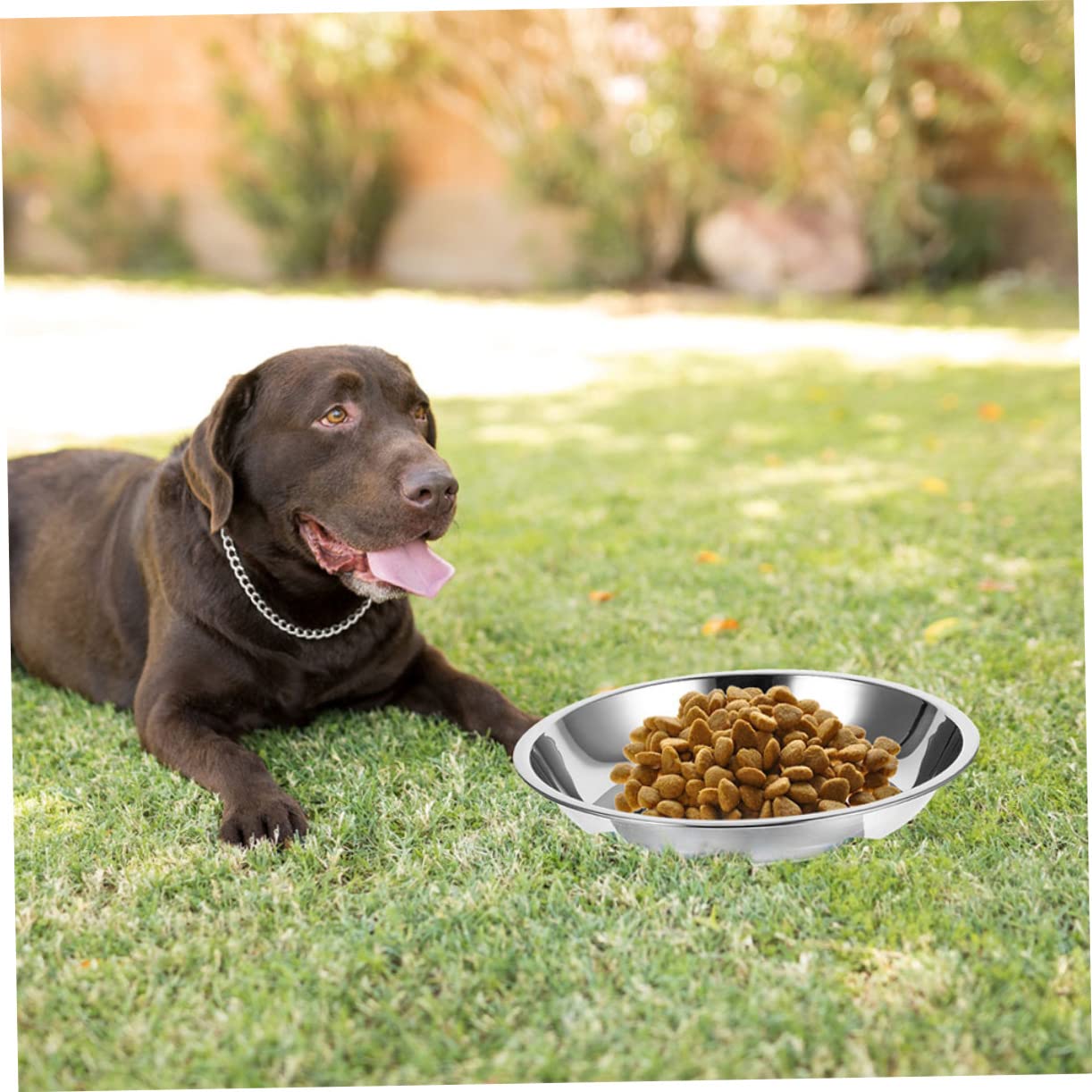 POPETPOP 20 Pezzi Ciotola Per Gatti In Acciaio Inossidabile Ciotola Per Cani In Acciaio Inox Ciotole In Acciaio Inossidabile Per Cani Ciotole Per Cibo Per Gatti In