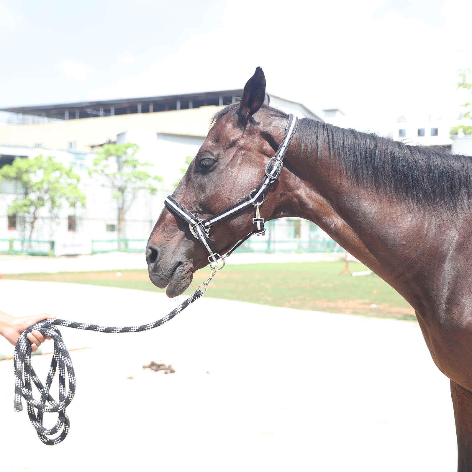 Licol réglable pour cheval – Sangle et matériel en nylon très résistant, rembourré avec mousse anti-frottement rembourrée sur la couronne et le nez Noir