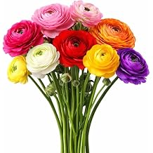 Easy to Grow Ranunculus Tecolote Pink 10 Flower Bulbs - Spring Pink Blooms in Sun, Carlsbad Flower Fields, Great for Cutting