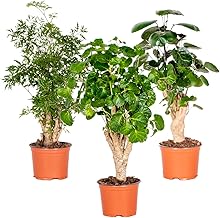 3x Polyscias Mix - Aralia - Fabian - Ming - Lemon Green - Special - Ø 12 cm - 30-40 cm