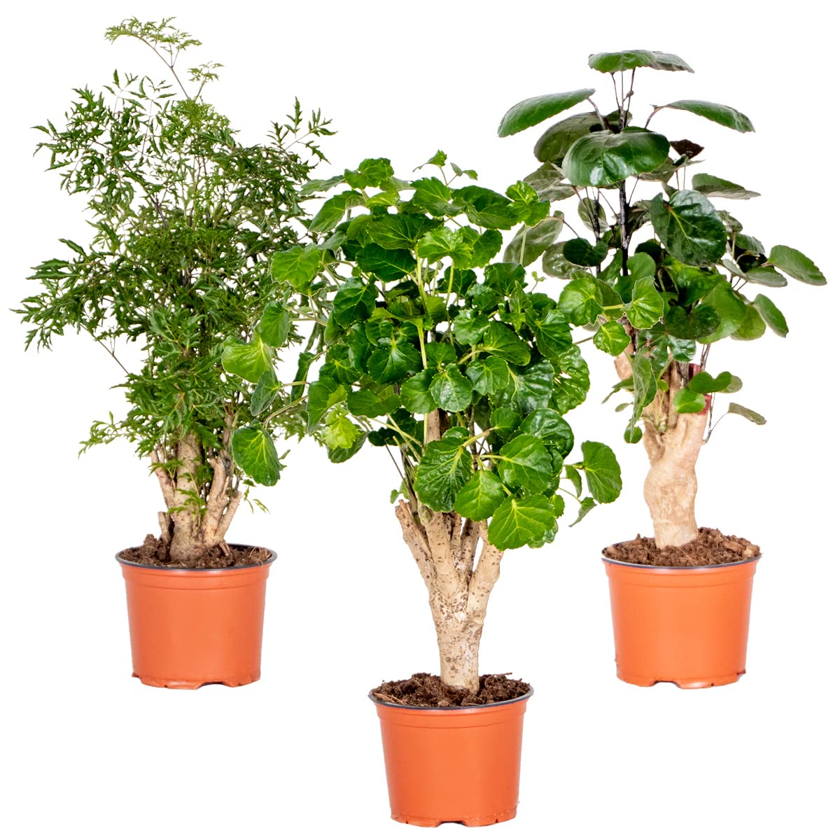 Bloomique - Mix de 3 Polyscias - Aralia - ‘Fabian’, ‘Ming’, ‘Green Lemon’ - Plantas de interior - Apta para mascotas - Altura 30-40 cm - Maceta 12 cm