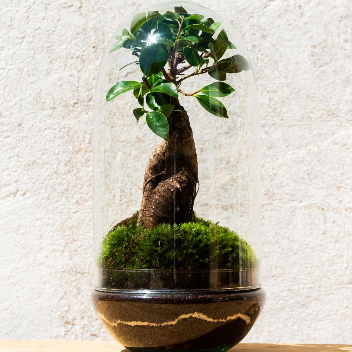 Terrario Plantas Cristal - Cúpula con Ficus Ginseng | Jardin Eterno en Cristal o Ecosistema Cerrado | Ideal para Decoración Hogar | Terrarios Autónomos | Grande, 36 cm x 19 cm