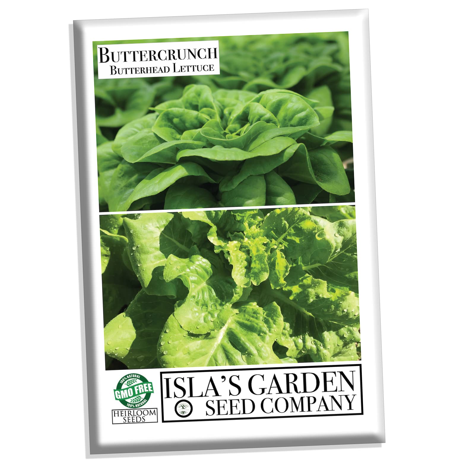 Espaciado De Lechuga Buttercrunch Hidroponzate | Las Lechugas