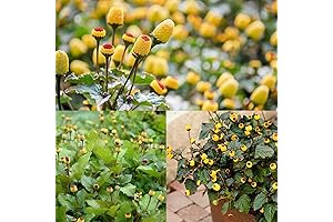 220+ Toothache Plant Seeds: Non-GMO Electric Daisy Acmella Oleracea Buzz Buttons For Planting