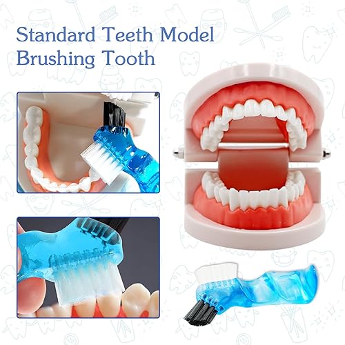 Miniatura 3 de Modelo de dientes dentales con cepillo de dientes dental, modelo de dientes estándar para cepillar, demostración de modelo de boca de dentadura para