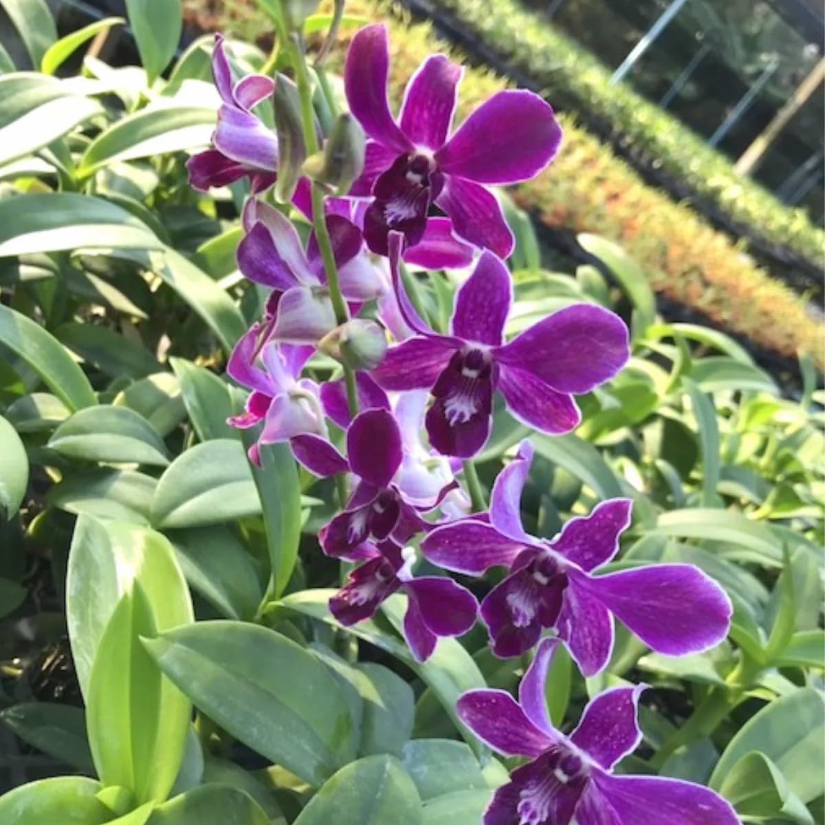 Original Dendrobium Orchid Live Plant King White Splash Variety 1 Blooming Size Healthy Live Plant - (Pack of 1) R5 (B0DGB48KBP) Amazon Price History, Amazon Price Tracker