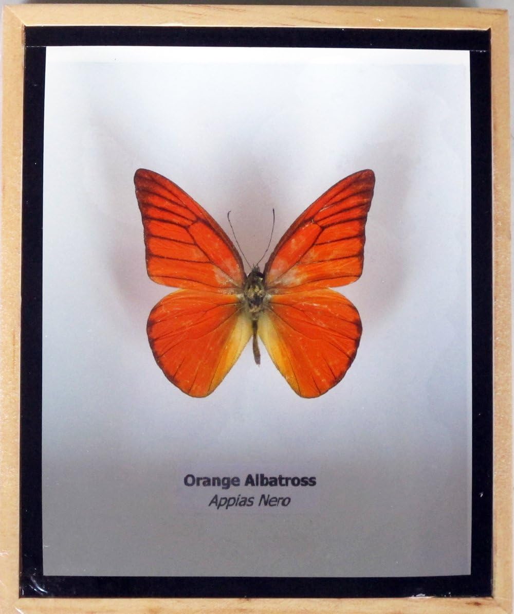 Luxury Box Real Orange ALBTROSS Butterfly Display Insect Taxidermy