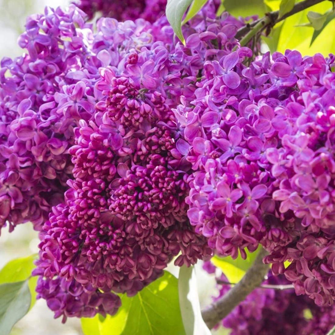 Syringa Vulgaris 'Charles Joly'- Lilas commun 'Charles Joly' 40-60 cm en conteneur
