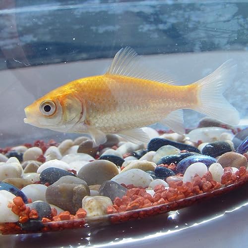 Miniatura 7 de Wohohoho - Rocas de jardín