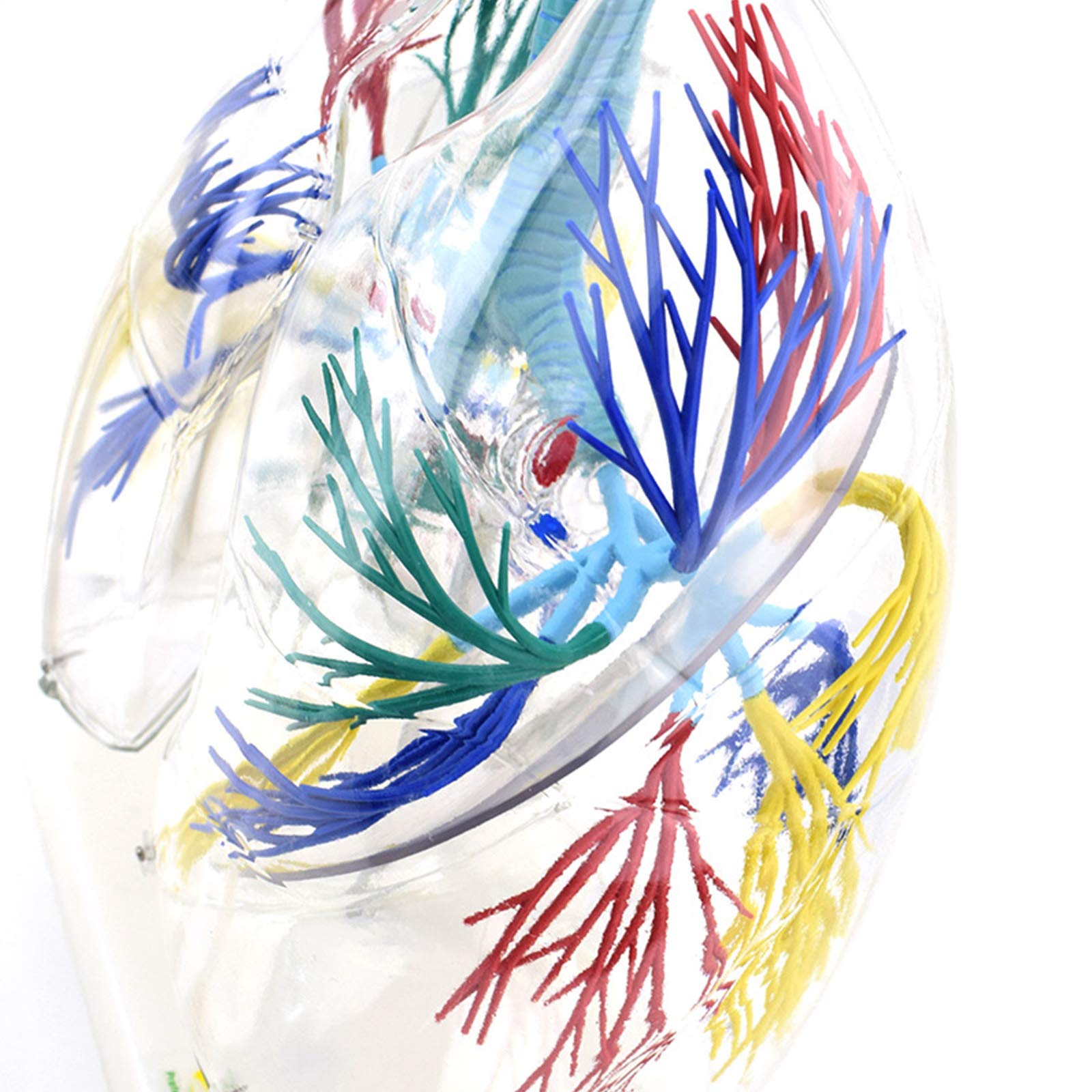 Anatomiemodelle, Bronchialbaum-Lungenanatomie, Thoraxchirurgie, Atemwegsmodell, Probe