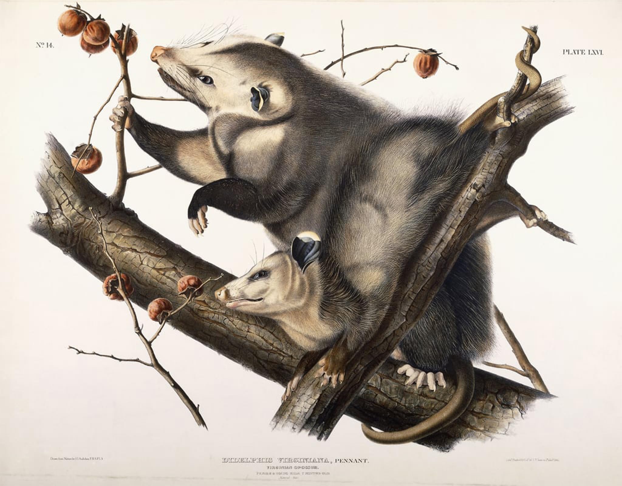 ARTXLXXBN Famous Painting Canvas Artwork Graffiti Print Virginian Opossum by John Jamess Audubon Portrait Canvas Image for Home Decor 60x90cm
