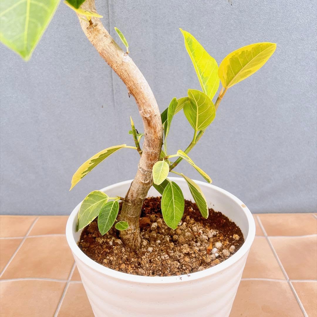 Amazon.co.jp: フィカス ゴムの木 アルテシマ 曲がり 観葉植物