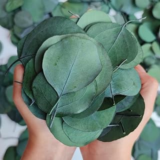 400+ Pcs Dried Real Eucalyptus Leaves, 100% Natural Preserved Bulk Silver Dollar Green Leaves Flower Girl Basket, Biodegradable Confetti for Weeding Registry Items, DIY Shower Decor Gifts Mother's Day