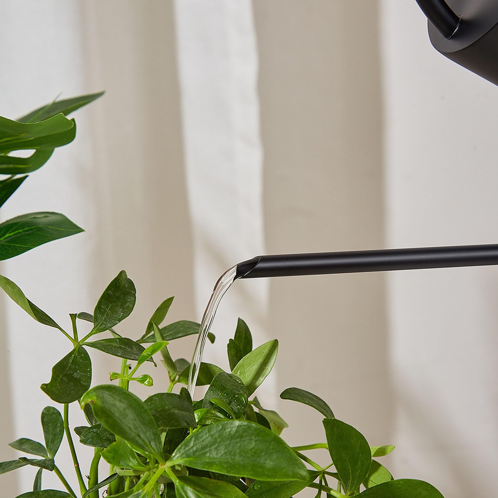 FLEXMAN 1500ml Indoor Watering Can, Large Capacity Long Spout Stainless Steel Plant Watering Can, Watering Kettle for Outdoors Horticultural Enthusiast (Black)