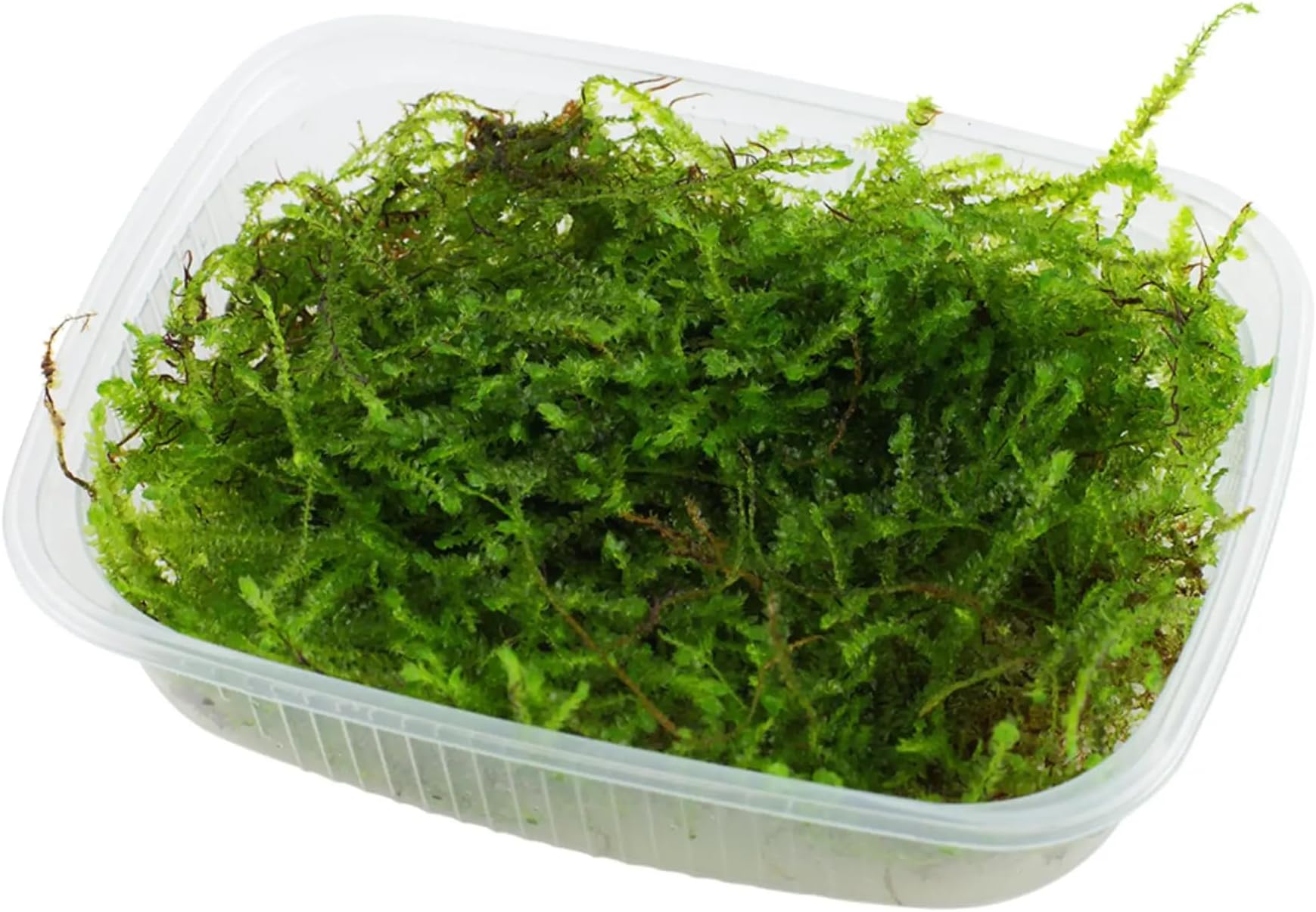 Tropica Christmas Moss - Muschio Natalizio Per Acquari 1-2 Grow: Facile E Sicuro Per Gamberetti! - Foto 6