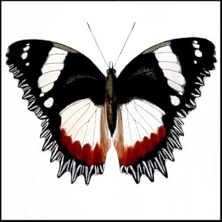 Borboleta espécie Trivia Quiz