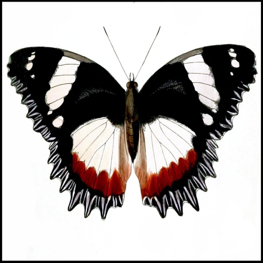 Schmetterling Arten Trivia Quiz