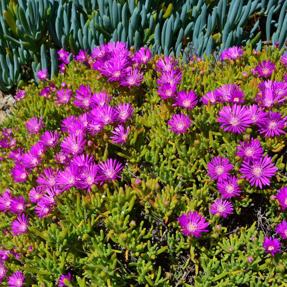 120 Schamblume Samen - Aeschynanthus Kletterpflanzen Für Balkon & Garten