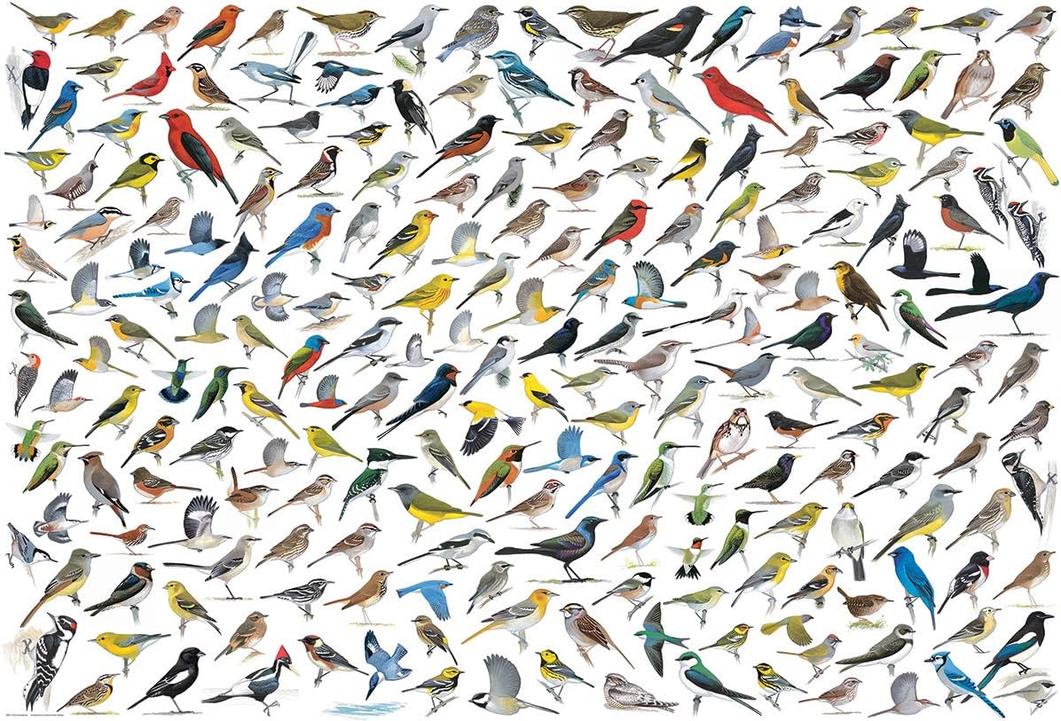 EuroGraphics The World of Birds (2000 Piece) Puzzle (8220-0821)