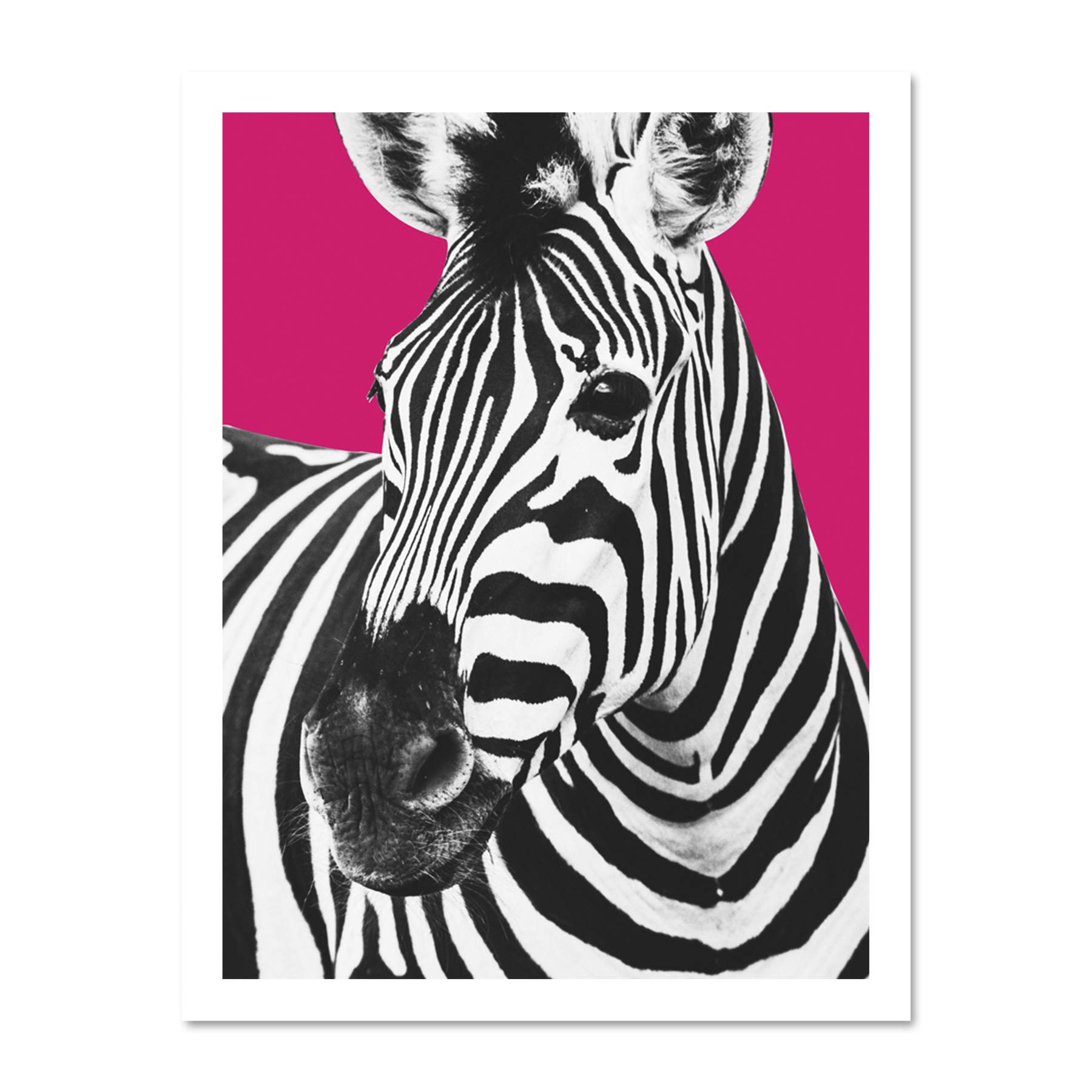 Wee Blue Coo Close up Beasties Zebra Large Framed Art Print Wall Poster 18x24 inch