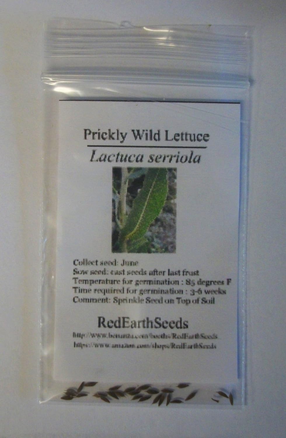 Wild Prickly Lettuce - Lactuca serriola 50 Seeds (Organically Grown)
