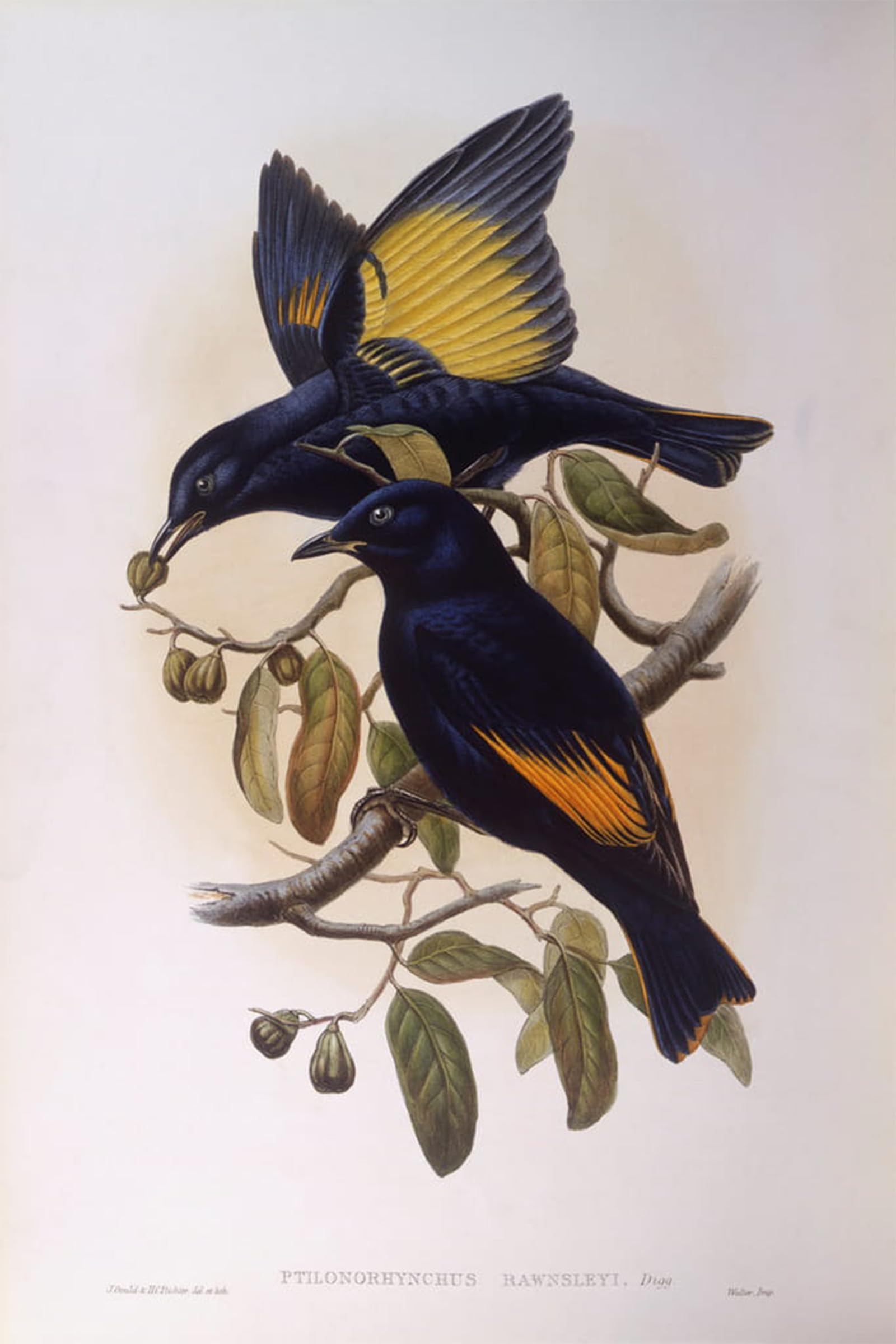 Affiche impression oiseau satin bowerbird pour déco salon moderne - 5