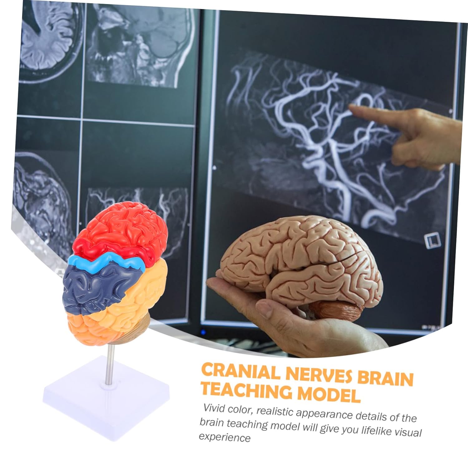 Gatuida Vivid Human Brain Teaching Model Half Brain Structure for Craftsmanship for Students and Educators