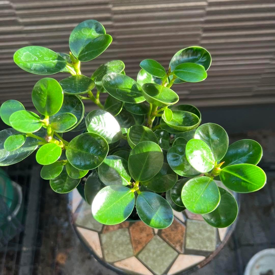 ボリビアンマンゴスチン苗 アチャチャイル(ボリビアマンゴスチン) 大苗