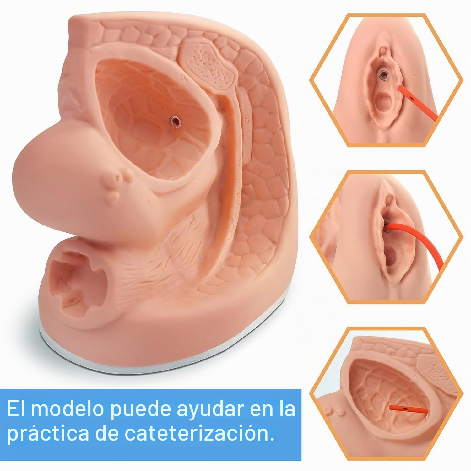 Anatomía Masculina Femenina Modelos De Cateterismo 2 Pcs Modelos De Anatomía Genital Externa Interna para Enseñanza Clínica Educación Médica Formación Práctica