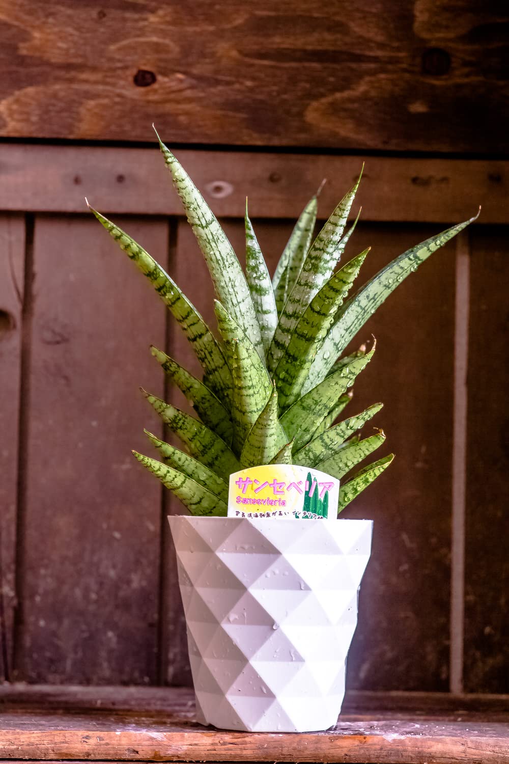 Amazon｜観葉植物 サンスベリア 鉢植え 【空気清浄効果】 鉢花
