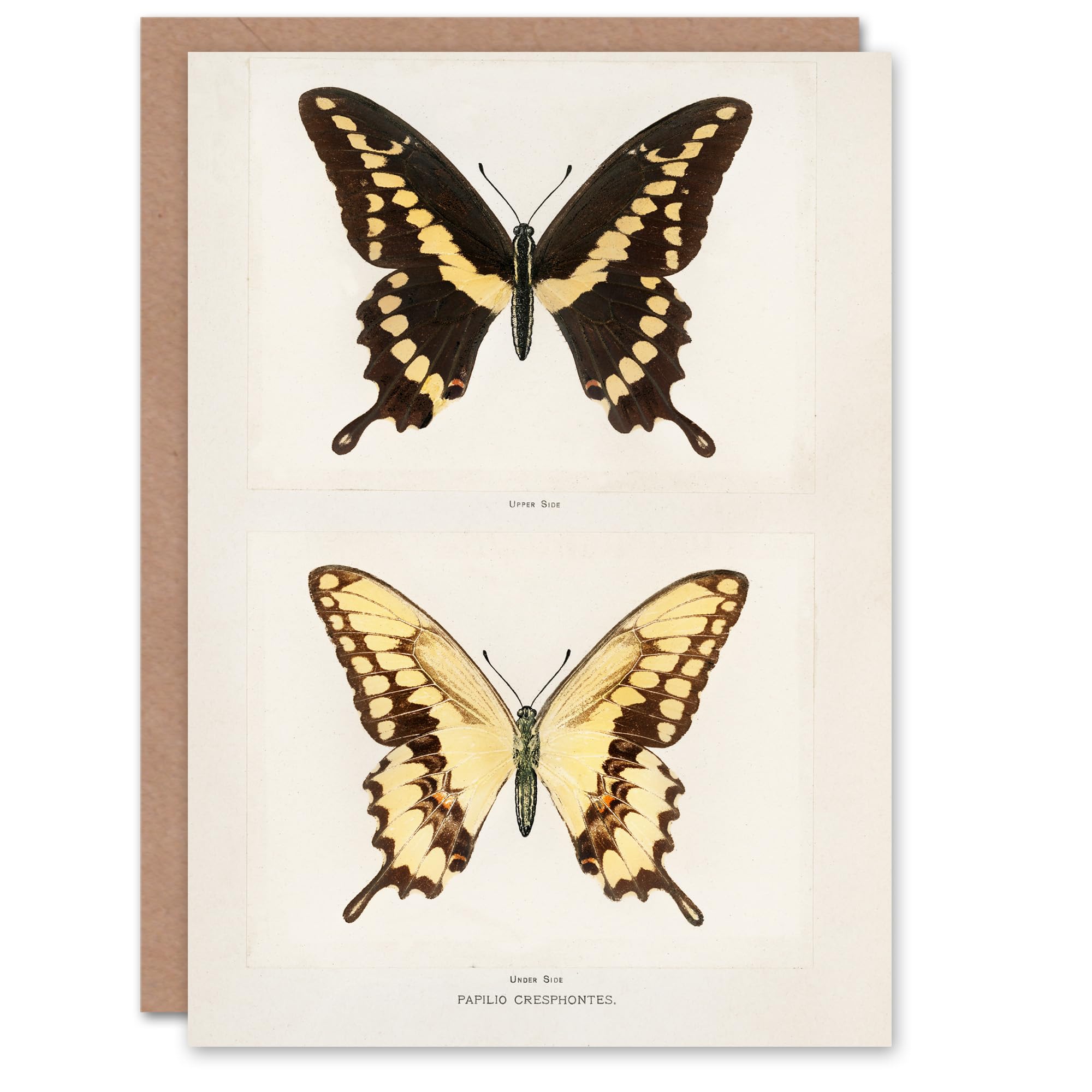 Artery8 Sherman Denton Art Card Giant Swallowtail Butterfly