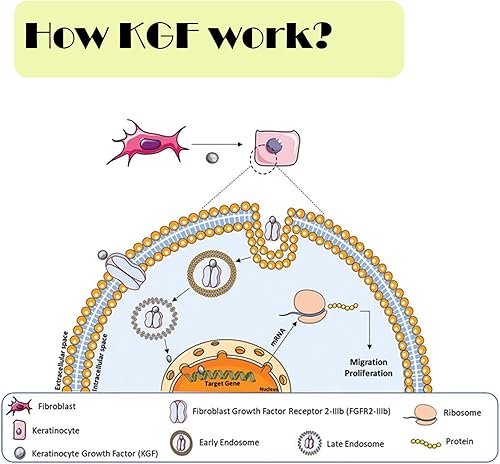 Miniatura 4 de Polvo de factor de crecimiento de queratinocitos, polvo liofilizado KGF grado cosmético para piel sensibilizada, 1 miligramos, 900000IU, 96% de