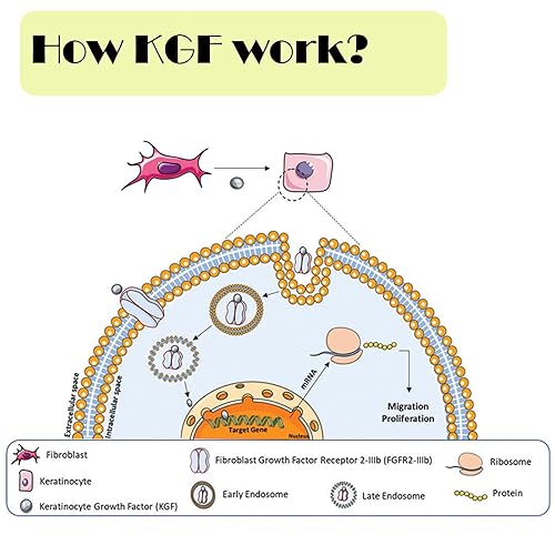 Miniatura 4 de Polvo de factor de crecimiento de queratinocitos, polvo liofilizado KGF grado cosmético para piel sensibilizada, 1 miligramos, 900000IU, 96% de