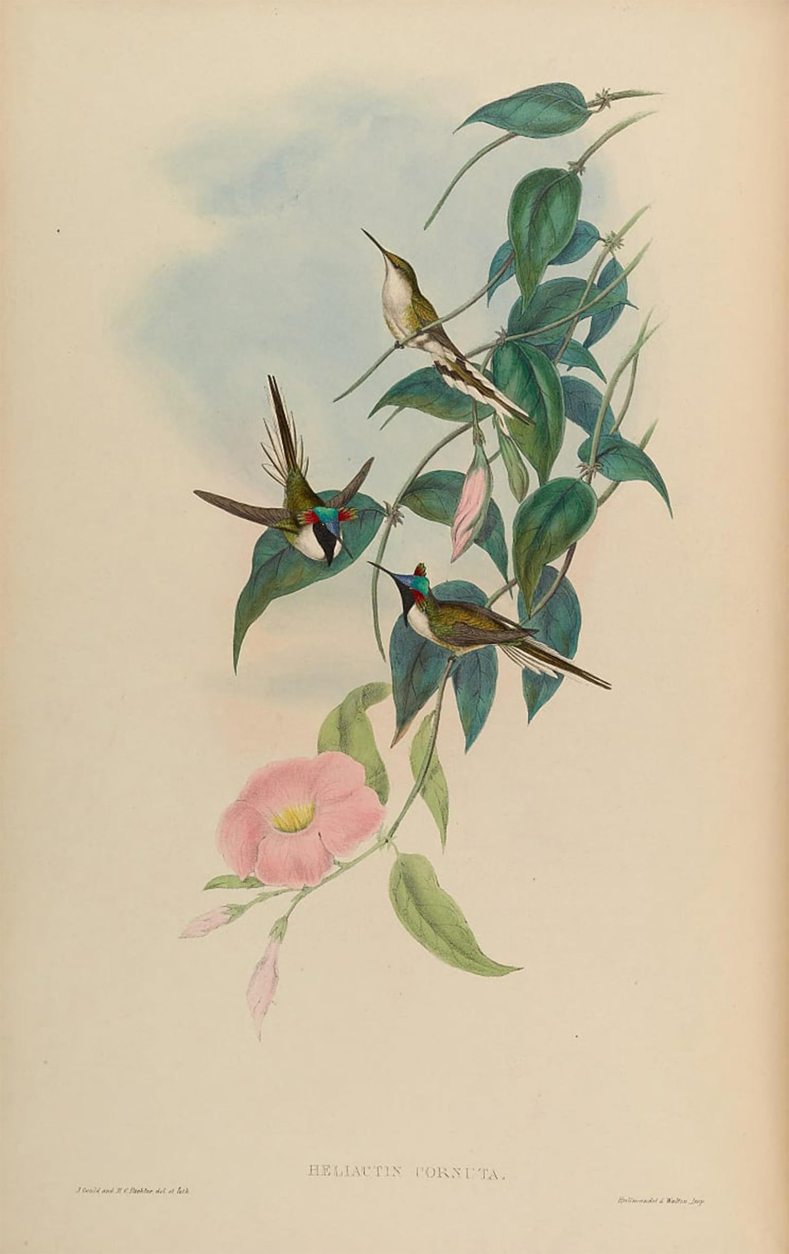 ARTXLXXBN Famous Art Print Poster Vintage Wall Art Animal Bird Heliactin Cornuta Heliactin Bilophus by John Gould Canvas Art Poster for Home Decor 60x90cm
