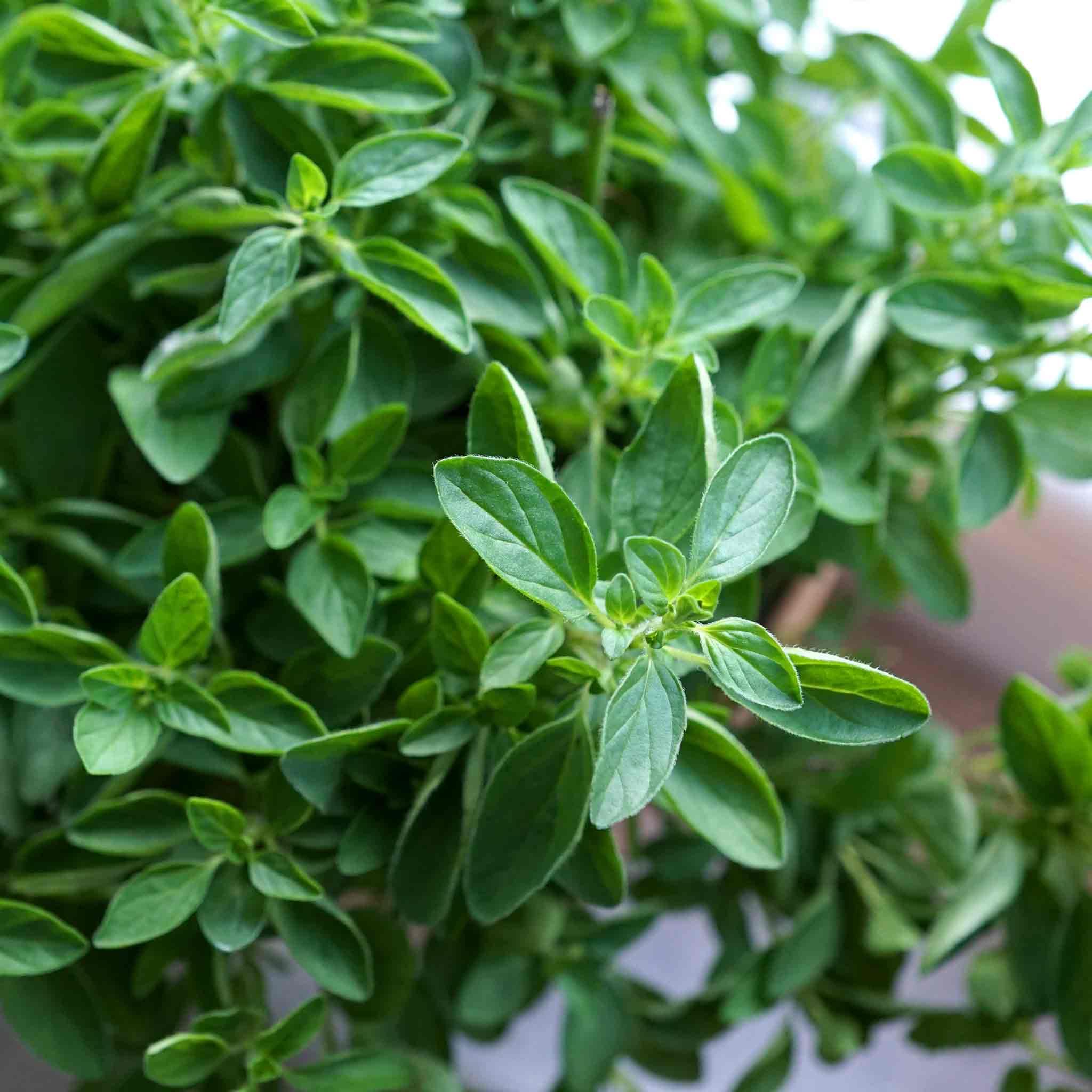 Marshalls Garden Oregano (Origanum vulgare) 3 x 9cm Plants - Hardy Perennial, Fragrant, Pollinator-Friendly