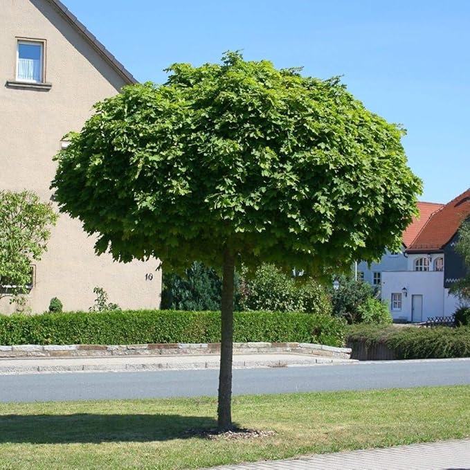 Acer platanoides Globosum Kugelahorn Hochstamm Kugelbaum versch Größen