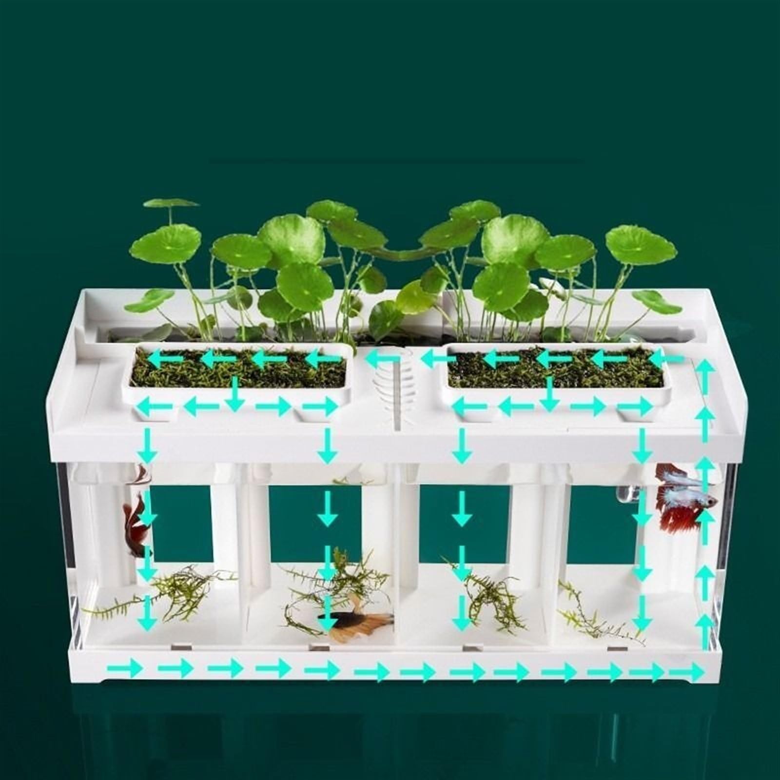 Fischtank Aquarium mit 4 Fächern, transparentes Acryl, for den Schreibtisch, Meeresfischzucht, Spezialtank, kreatives Kampffischaquarium mit weißer Abdeckung Aquarium