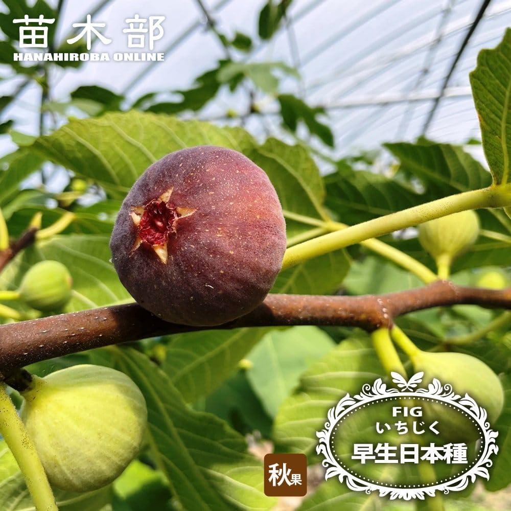 Amazon | いちじく 【早生日本種 （蓬莱柿）】 1年生苗 | 果物