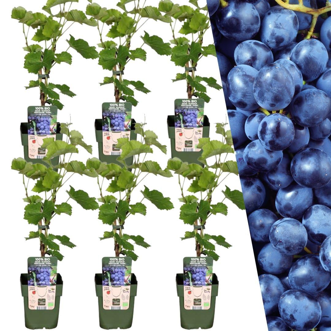 Myrtilles bio 6 plantes de myrtilles fruitières pour jardin rustiques