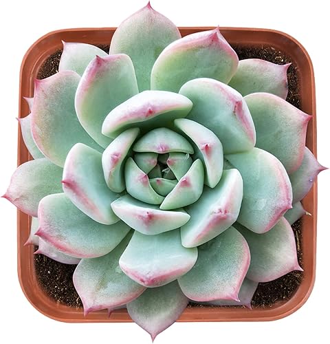 Prisma de Echeveria suculenta viva, tamaño aproximado de 2 pulgadas, suculentas en maceta, totalmente enraizadas, plantas de casa de fácil cuidado