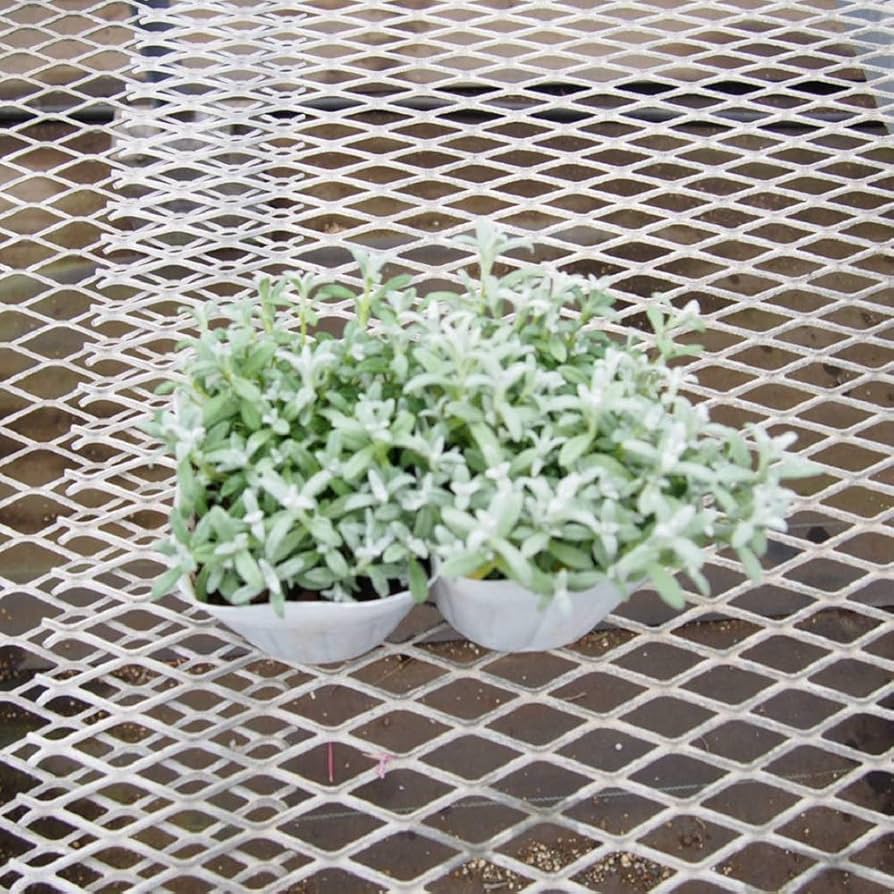 Amazon.co.jp: 【多年草】 セラスチューム シルバーカーペット Amazon.co.jp: 【多年草】 セラスチューム シルバーカーペット