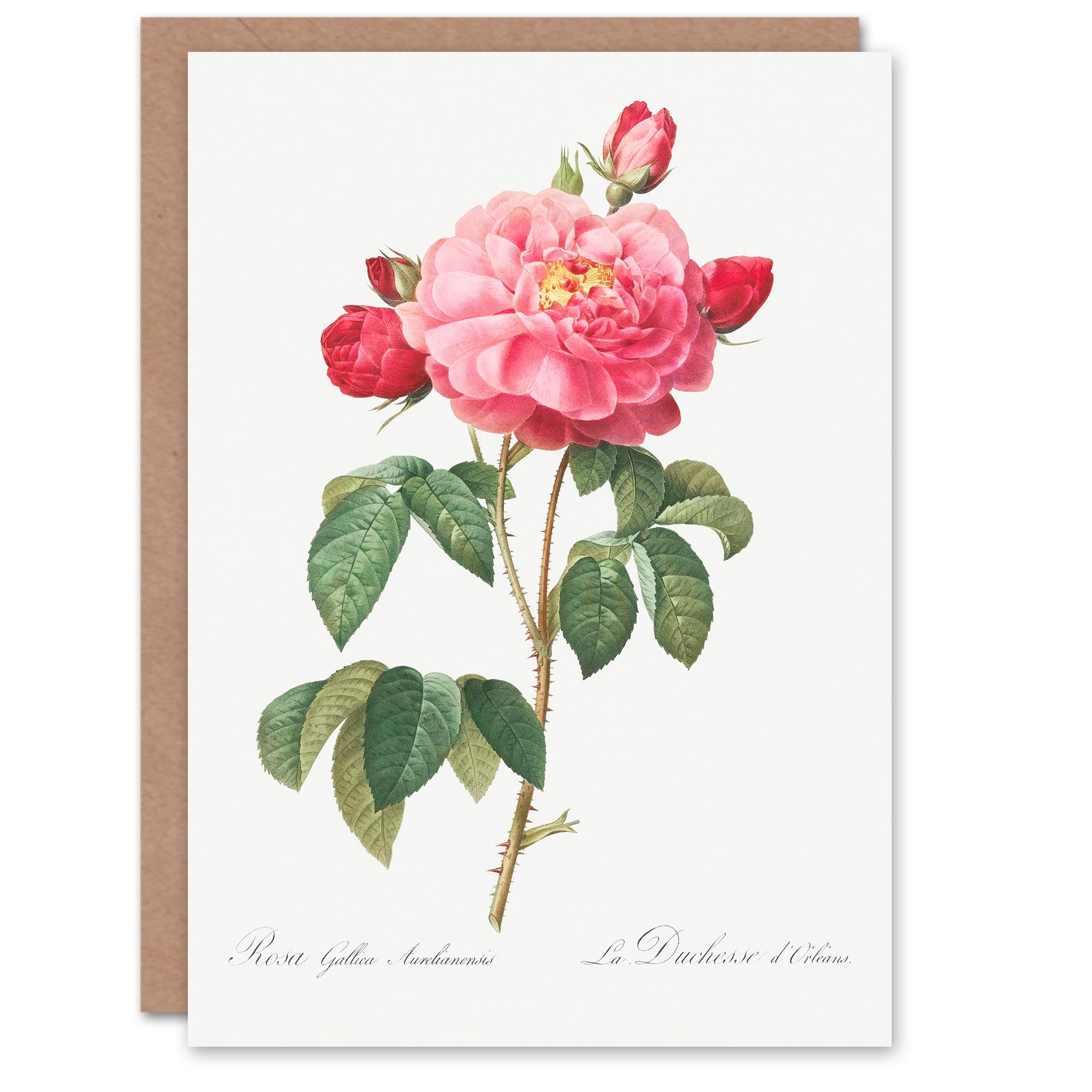 Artery8 Pierre-Joseph Redouté Art Card French Rose Vintage Botanical Illustration