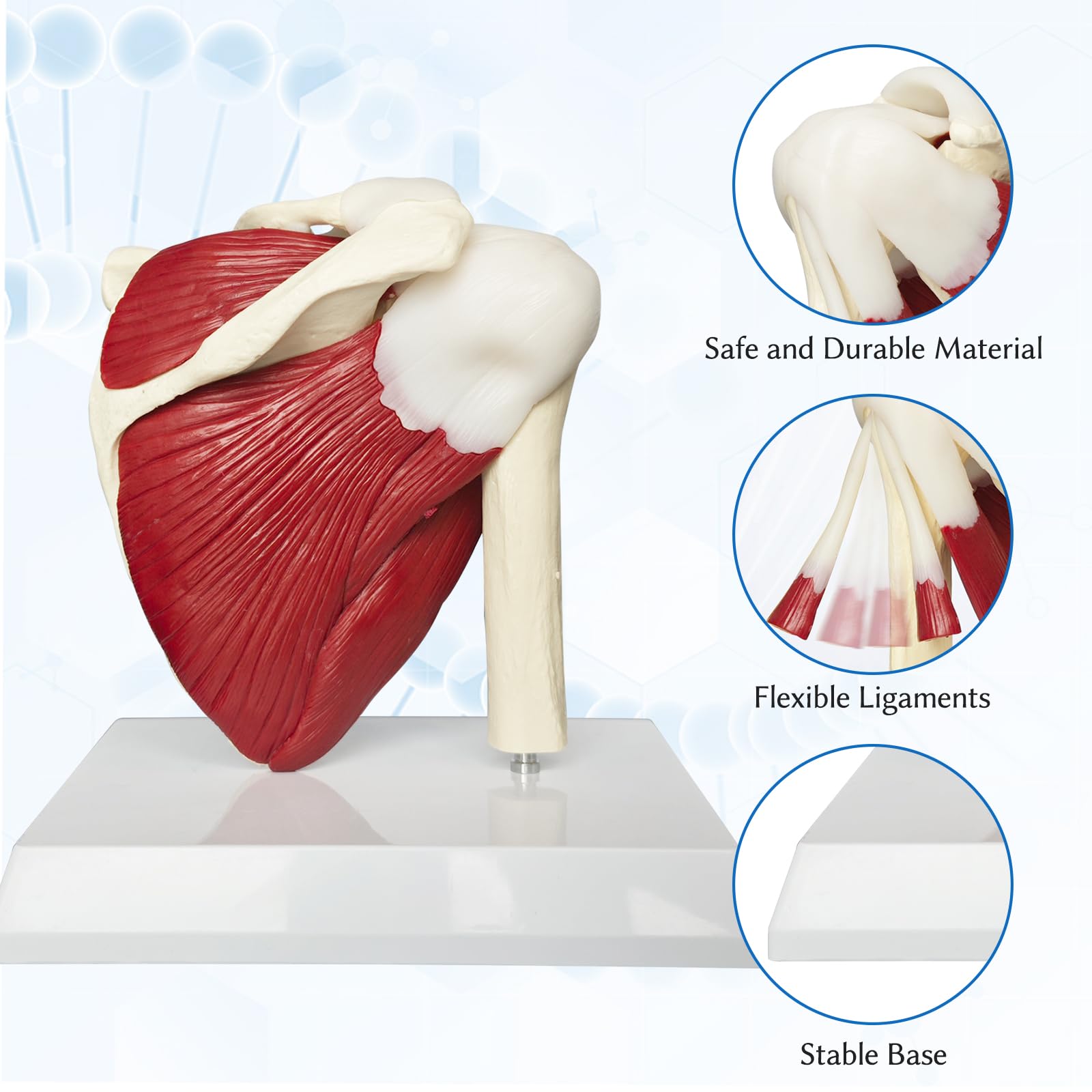 Schulter Modell Anatomie, Anatomisches Schultergelenk Modell Mit Muskeln Und Sehnen, Lebensgroßes Schulter Modell Für Die Medizinische Anatomie