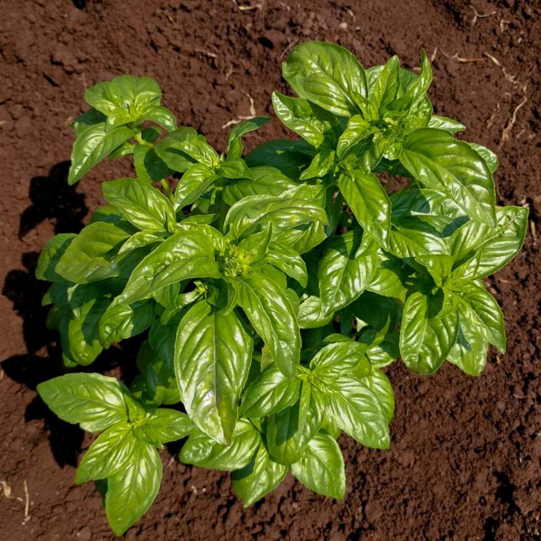 SENECIO� Italian Mountain Sweet Basil 500 Seed Pack (B085LBX7X9) Amazon Price History, Amazon Price Tracker
