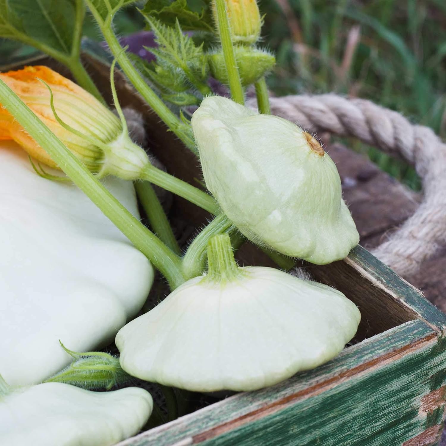 Bennings Green Tint Scallop Summer Squash Garden Seeds - 1 Lb Bulk - Non-GMO Vegetable Gardening Seeds