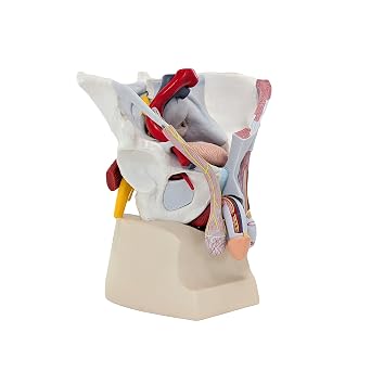 Axis Scientific Male Pelvis with Organs and Musculature, 6-Parts - Human Anatomy System Miniature, Scientific Anatomy Model, Head Anatomy Figure, Demonstration Skill, Educational Model