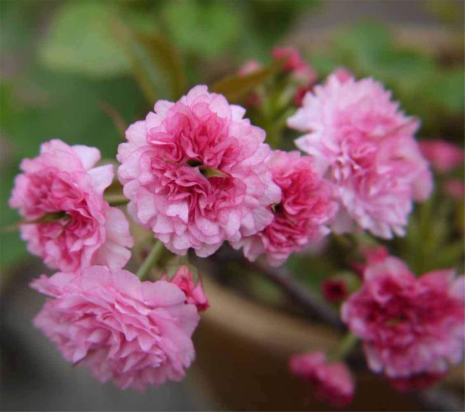 Japanese Flowering Cherry Blossom Sakura Seeds 20 pcs Prunus serrulata