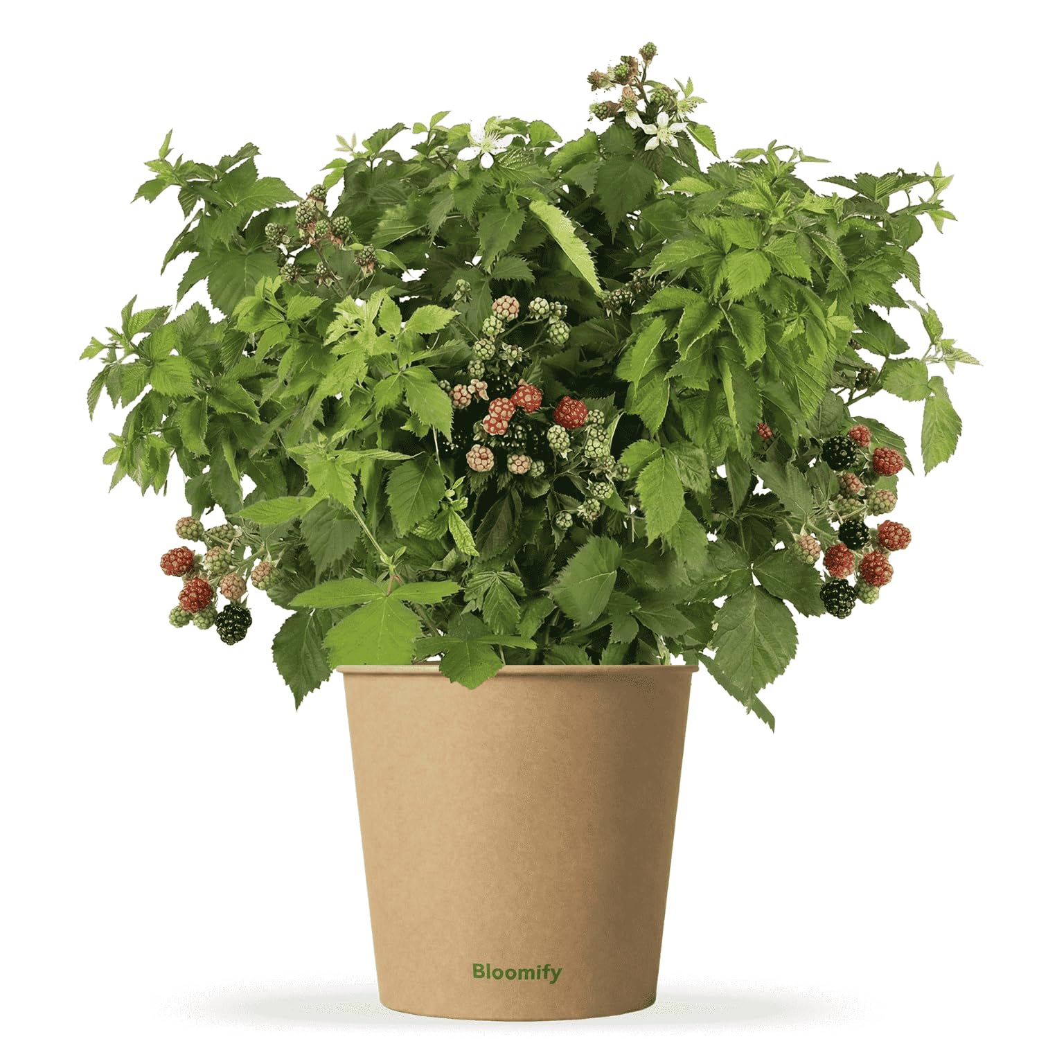 Bloomify® Bio Balkon-Brombeere "Bernd" | 60 bis 80 cm hohe ertragreiche Brombeeren Pflanze | winterhart und pflegeleicht | leckere Früchte für Garten oder Topf | dornenlos